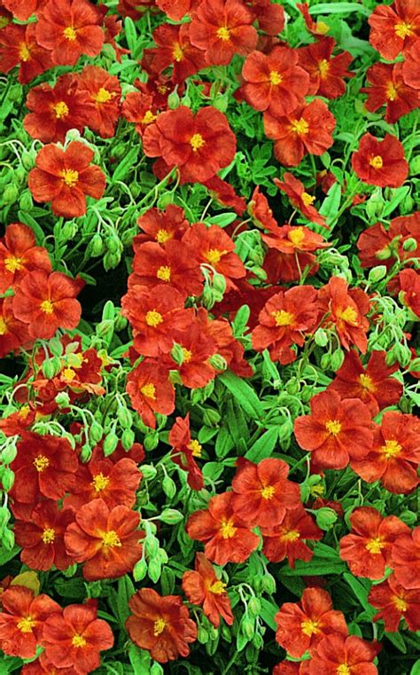 helianthemum bronzeteppich instructions.